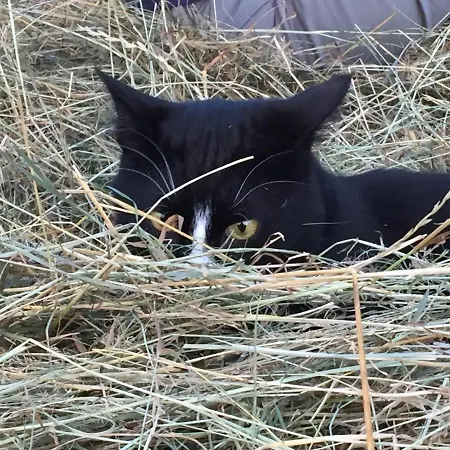 아파트 Laendliches Hideaway Zwischen Hamburg Und Luebeck Kothel