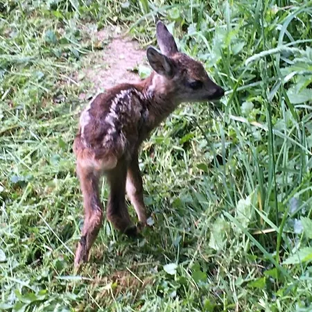Laendliches Hideaway Zwischen Hamburg Und Luebeck Kothel